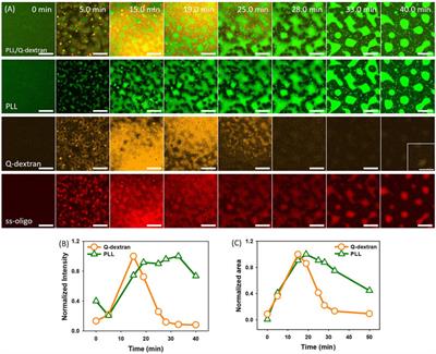 Coacervation of biopolymers on muscovite surface